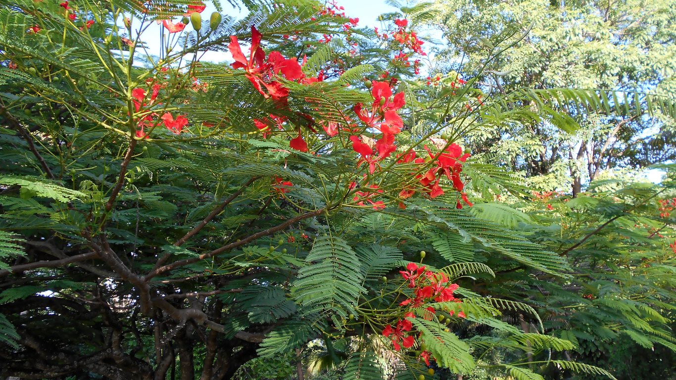 Flowering tree, Guest House, Ortoire Village, Radix Point, Trinidad, TT - 20170819